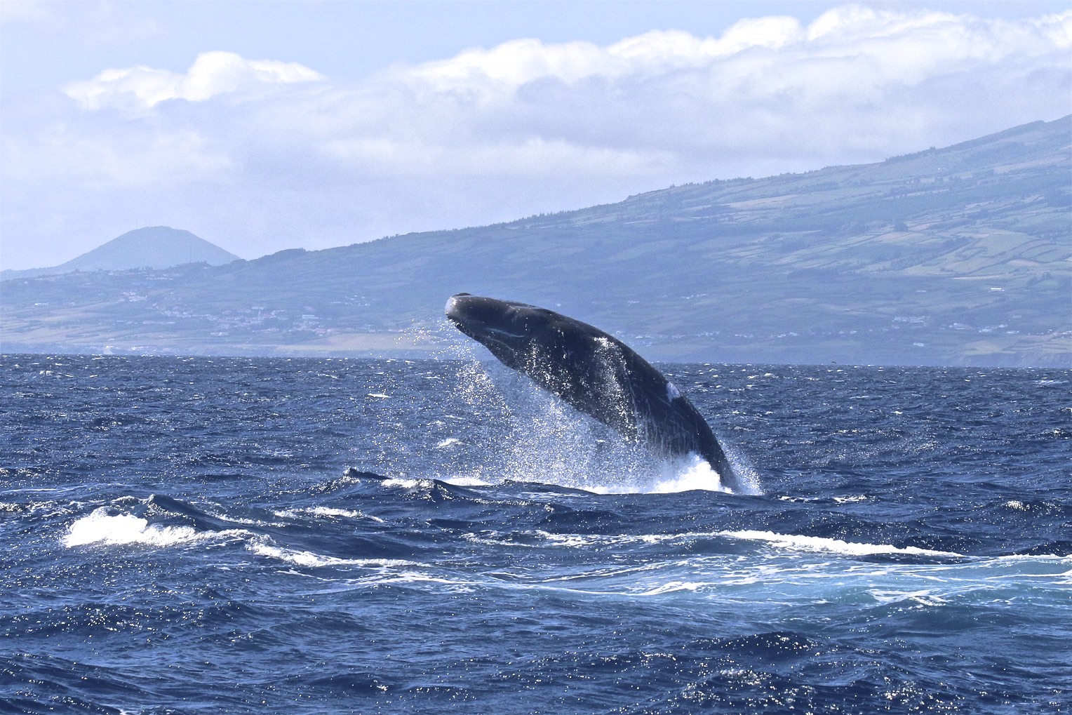 Sperm Whale Best Of - DiveAzores
