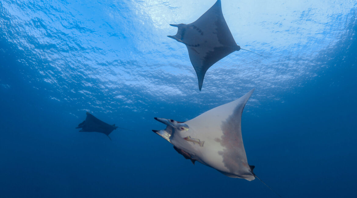 Photo 2 Princess Alice Bank