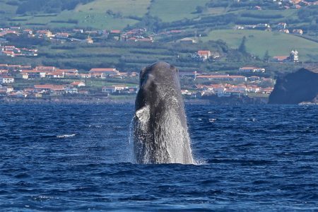 sperm-whale_breaching
